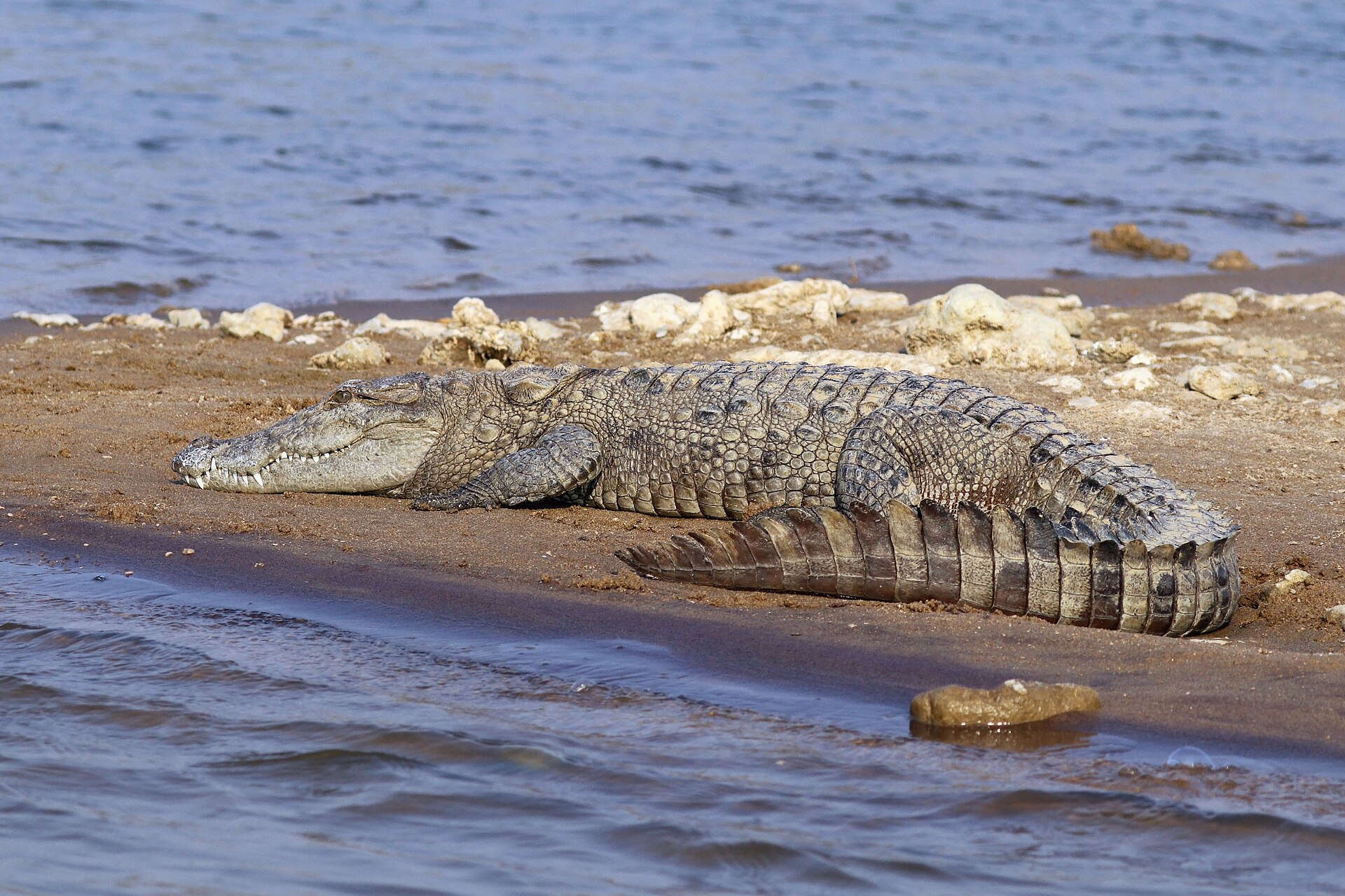 Mugger Crocodile