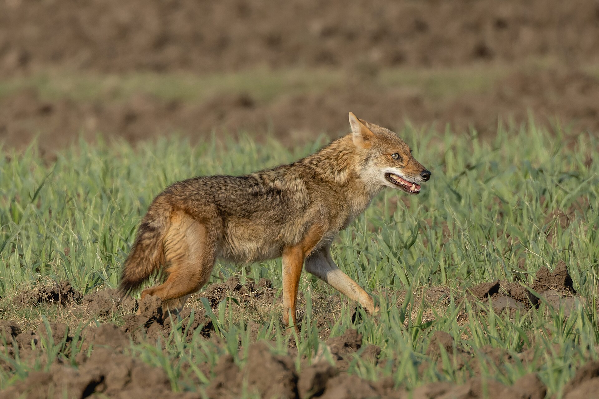 Golden jackal at first light on the circuit