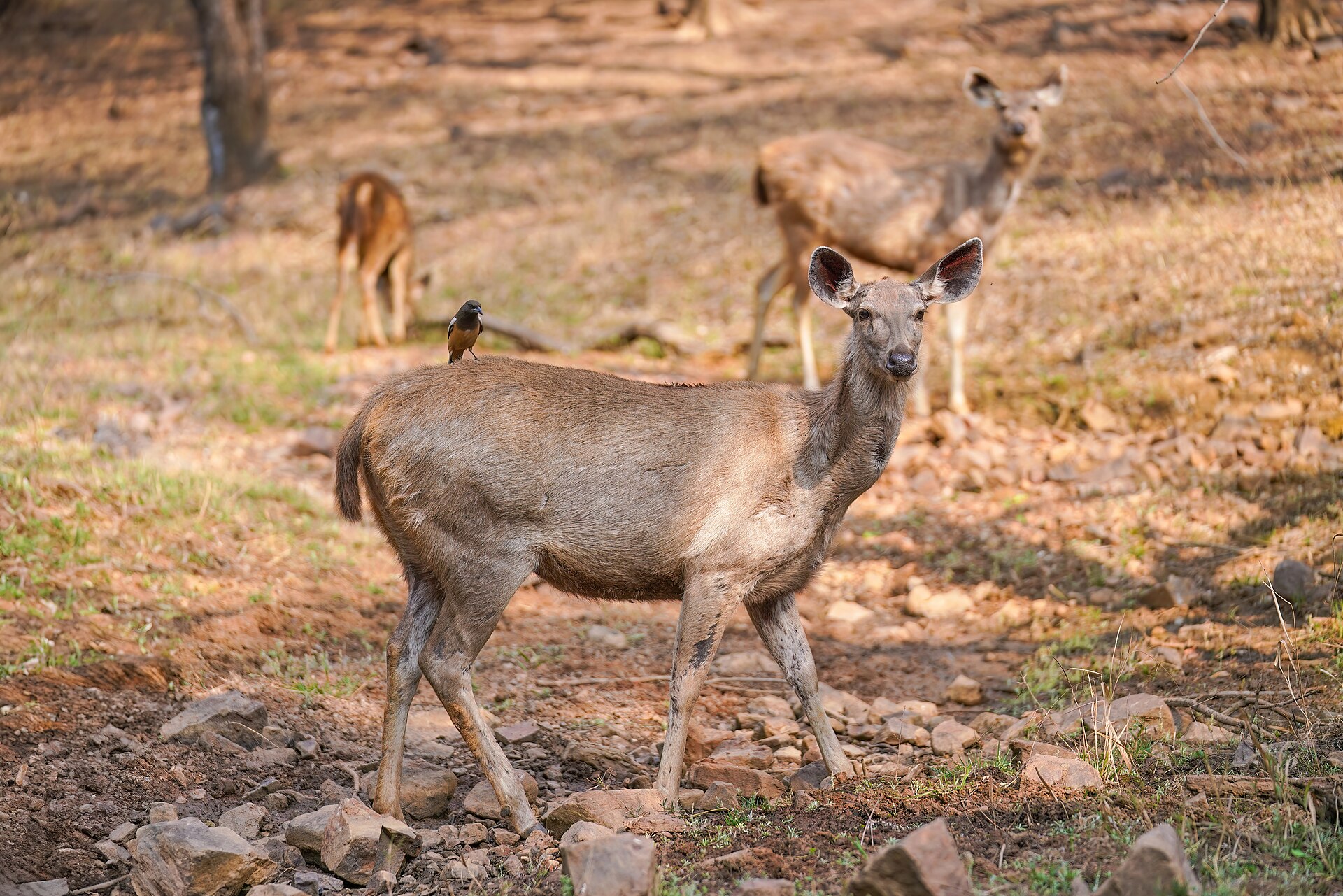 Sambar